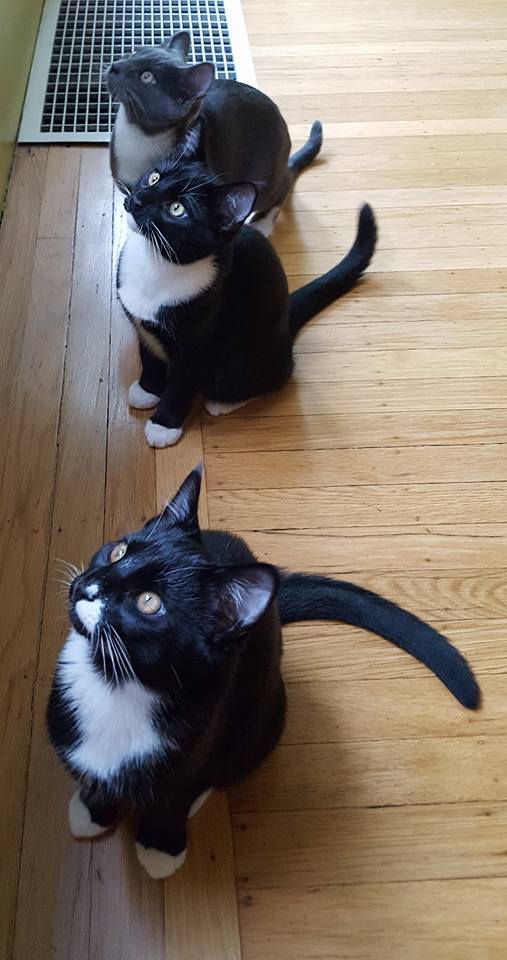 They texted right back to say that they hadn't understood how much work 4 week old orphan kittens would be, and would mama and dad be interested in co-parenting us. Mama said yes right away and then informed dad there would be three more cats in the house when he got home.