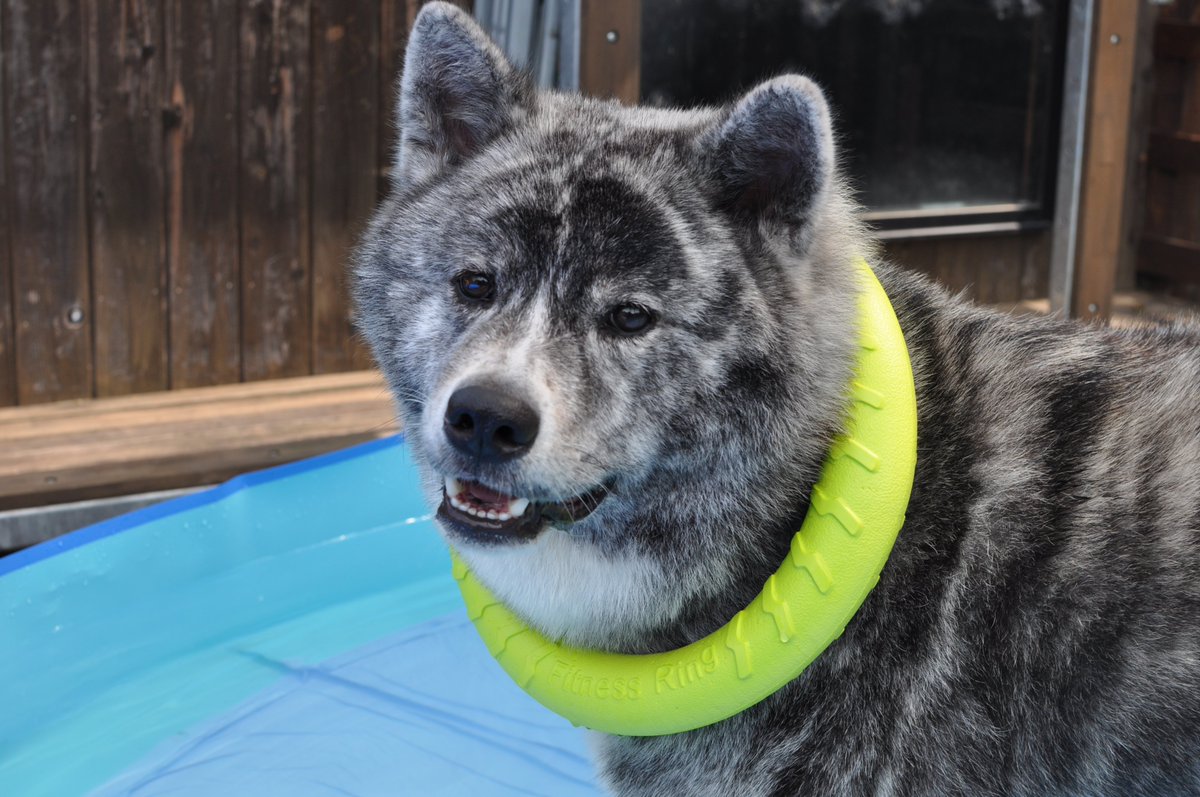 O Xrhsths カルさん Sto Twitter 遊び方の違うふたり おうちプール 秋田犬 フラットコーテッドレトリーバー