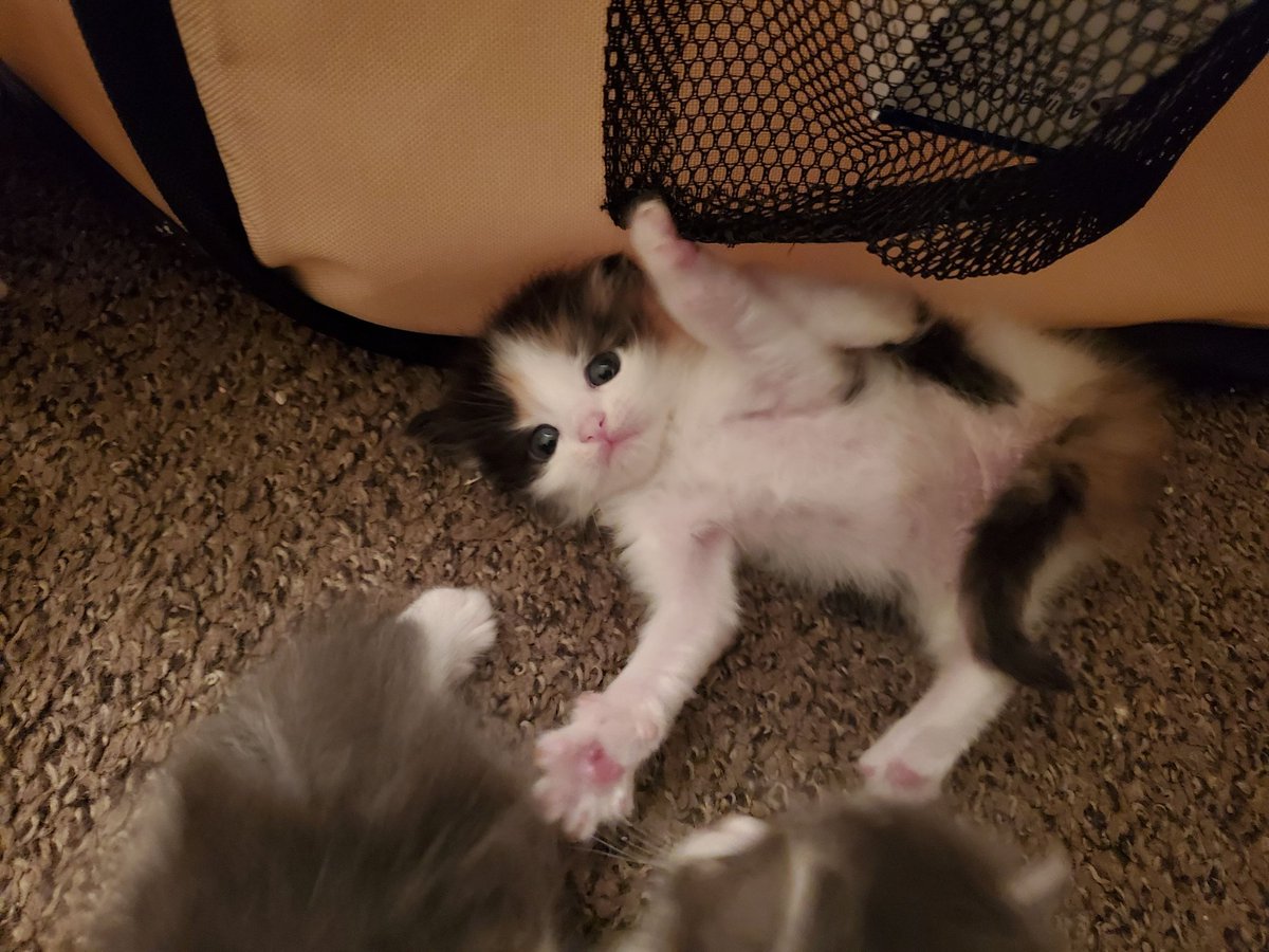 Happy  #InternationalCatDay2020 everyone! Celebrate by adopting more cats. Mama and dad will!