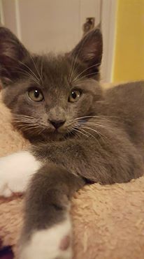 Or the funny, tiny gray and white kitten (that was Burt)?