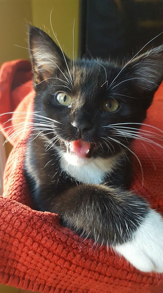 Or maybe the sweet and cuddly male tuxedo kitten (that was 2na)?