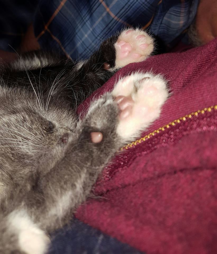 They talked and talked, and couldn't decide which kittens they DIDN'T love best.