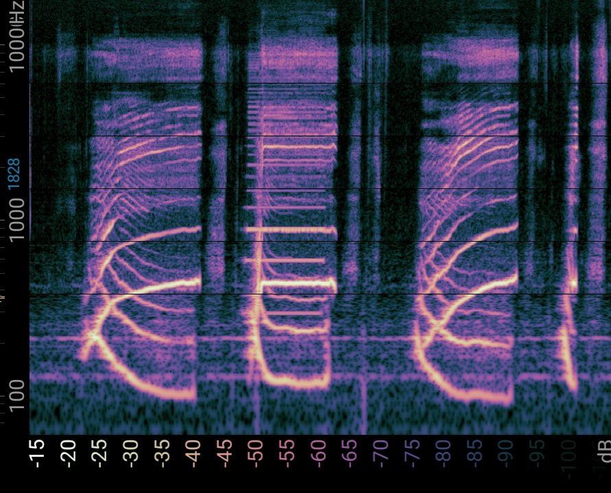 ChuckleScience's tweet photo. @JMZiermann Hi! I study the neural basis of birdsong. The pandemic meant I could attend seminars that were made available all over the world

Instead of a gif, I give you the #spectrogramchallenge

Can you write your name using your voice?

https://t.co/n2AtusWg8o https://t.co/WTtYfJLK1c