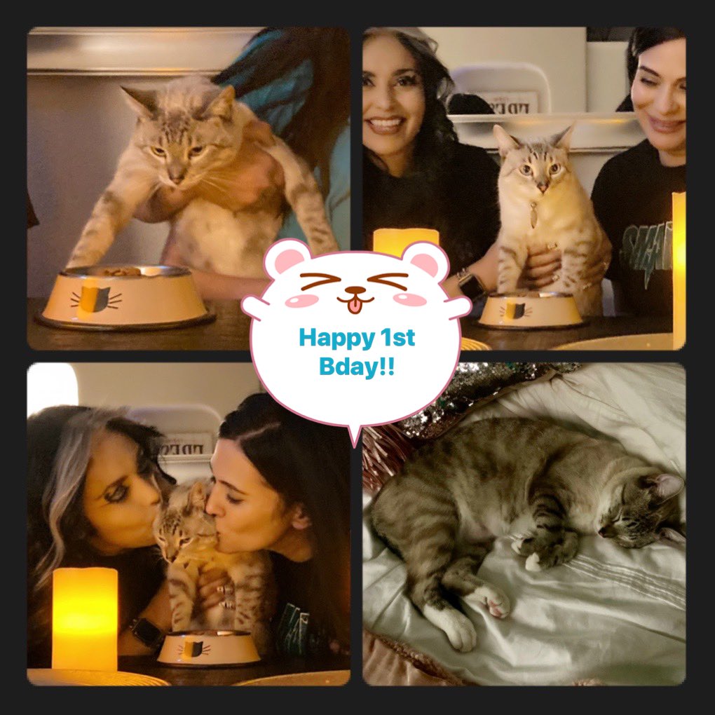 lumps7166's tweet photo. I wanted to give a shoutout for my baby Cersei’s 1st birthday!! 🎁🐈🥳🎀💕 #catlove #bdaygirl #partyinghard https://t.co/ESA9lFKWOe