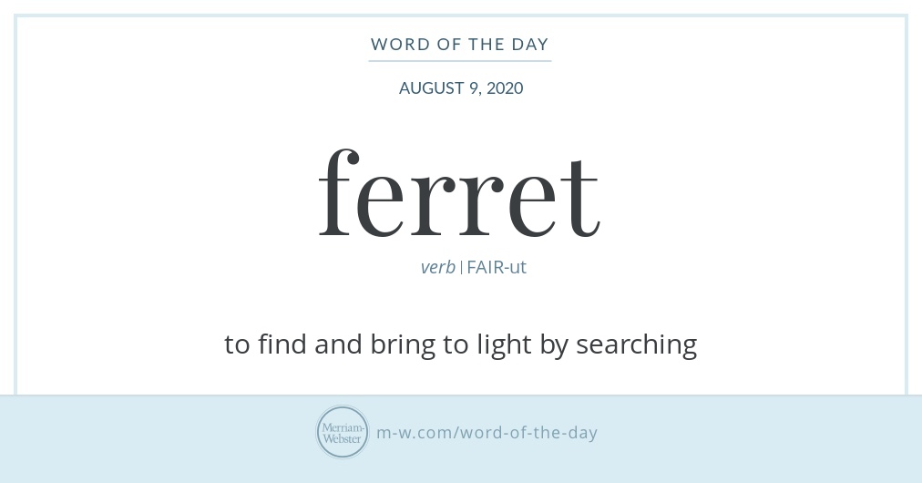MerriamWebster's tweet photo. Good morning! Today's #WordOfTheDay is 'ferret' https://t.co/Od5WQ8tk6s https://t.co/1bupBSYxo6