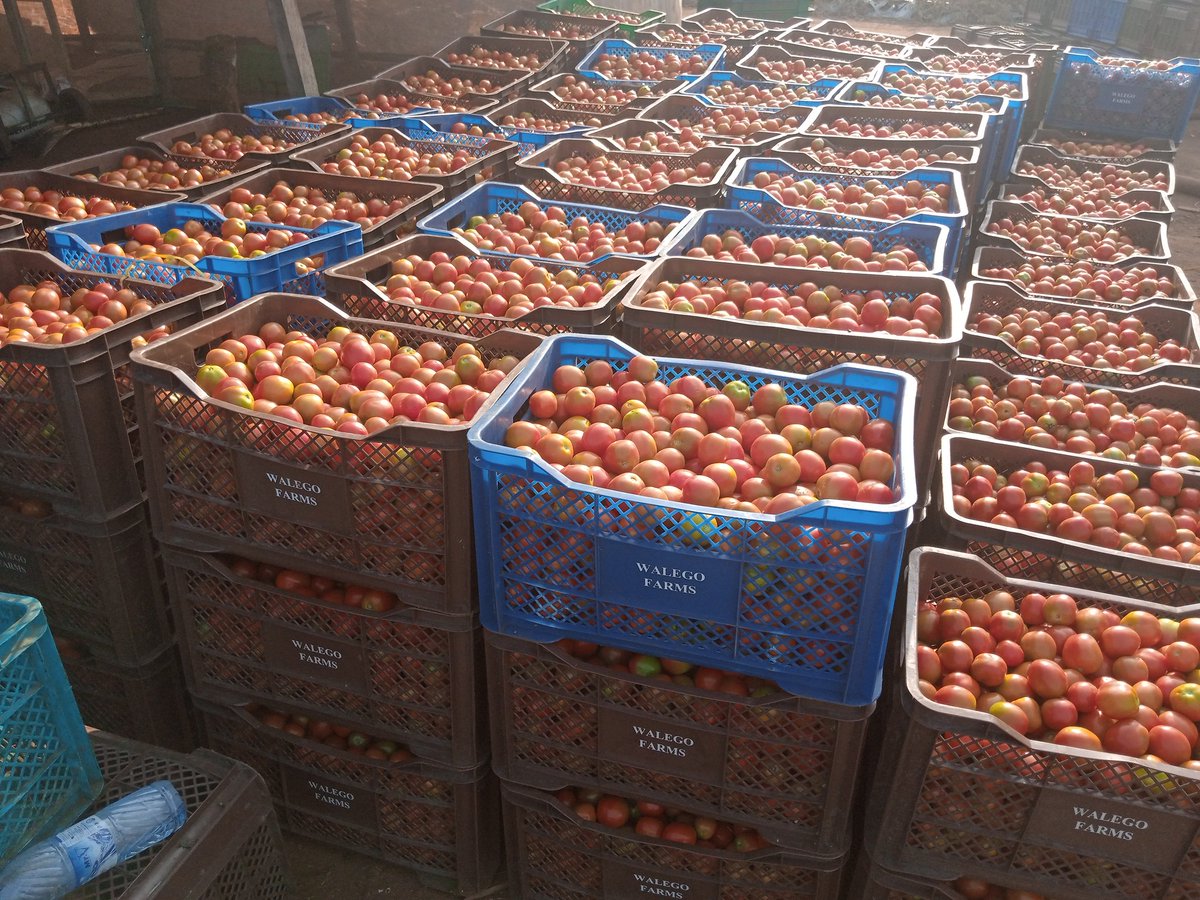 Amb_Ogunsola's tweet photo. Tomato 🍅 production on open field is a daunting task with respect to weather variabilities but rewarding when good agricultural practices are adopted. The 🍅 here received adequate care and came out beautiful. Farm fresh and ready for consumption. 
Farm-to-Fork!
King of Berries! https://t.co/amTdboArCZ