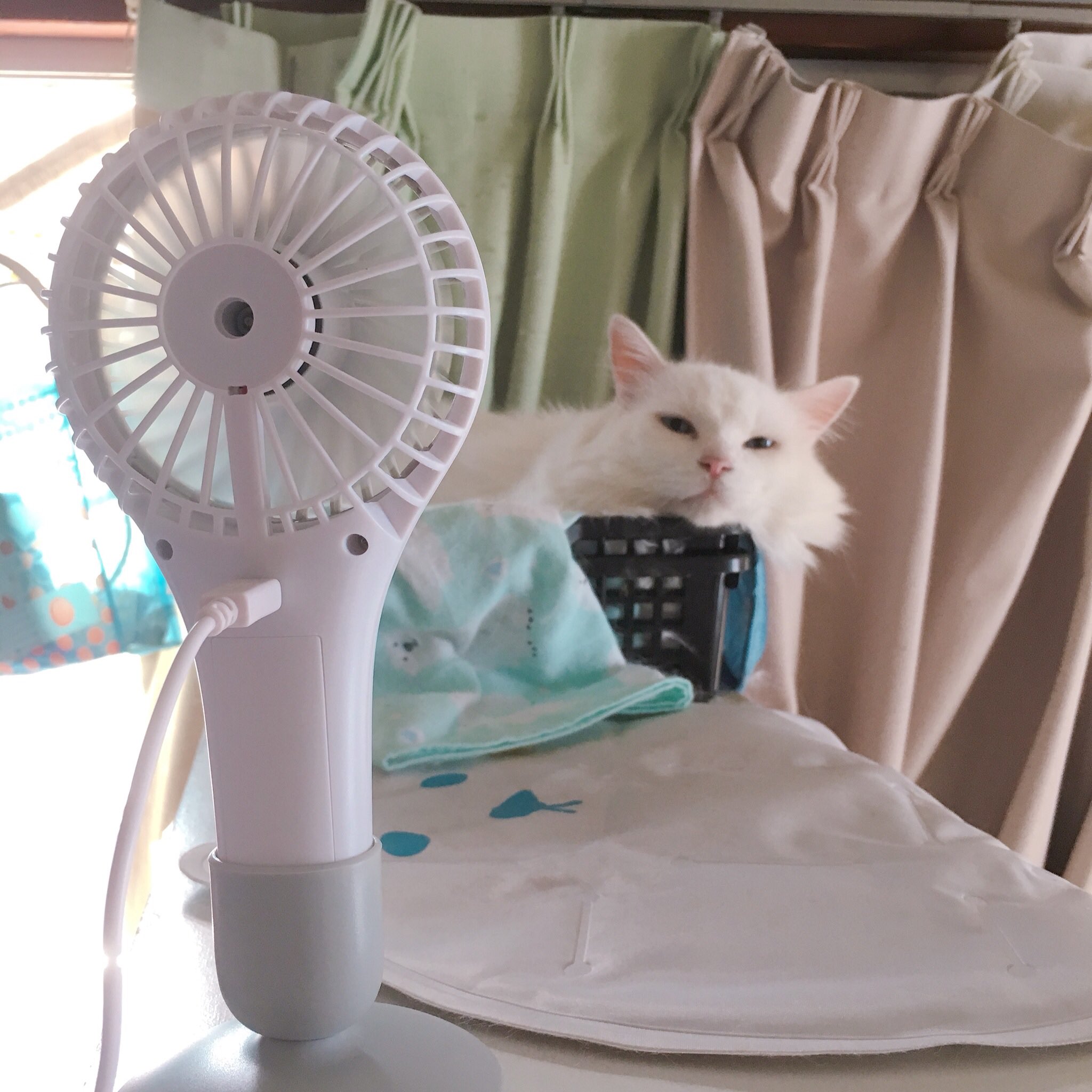 冬眠しました これはだいぶ前のお写真だけど ママが猫タワーのサイズを間違ってちょっと困惑しているねこ おさまらないねー T Co Ntilmwojam Twitter