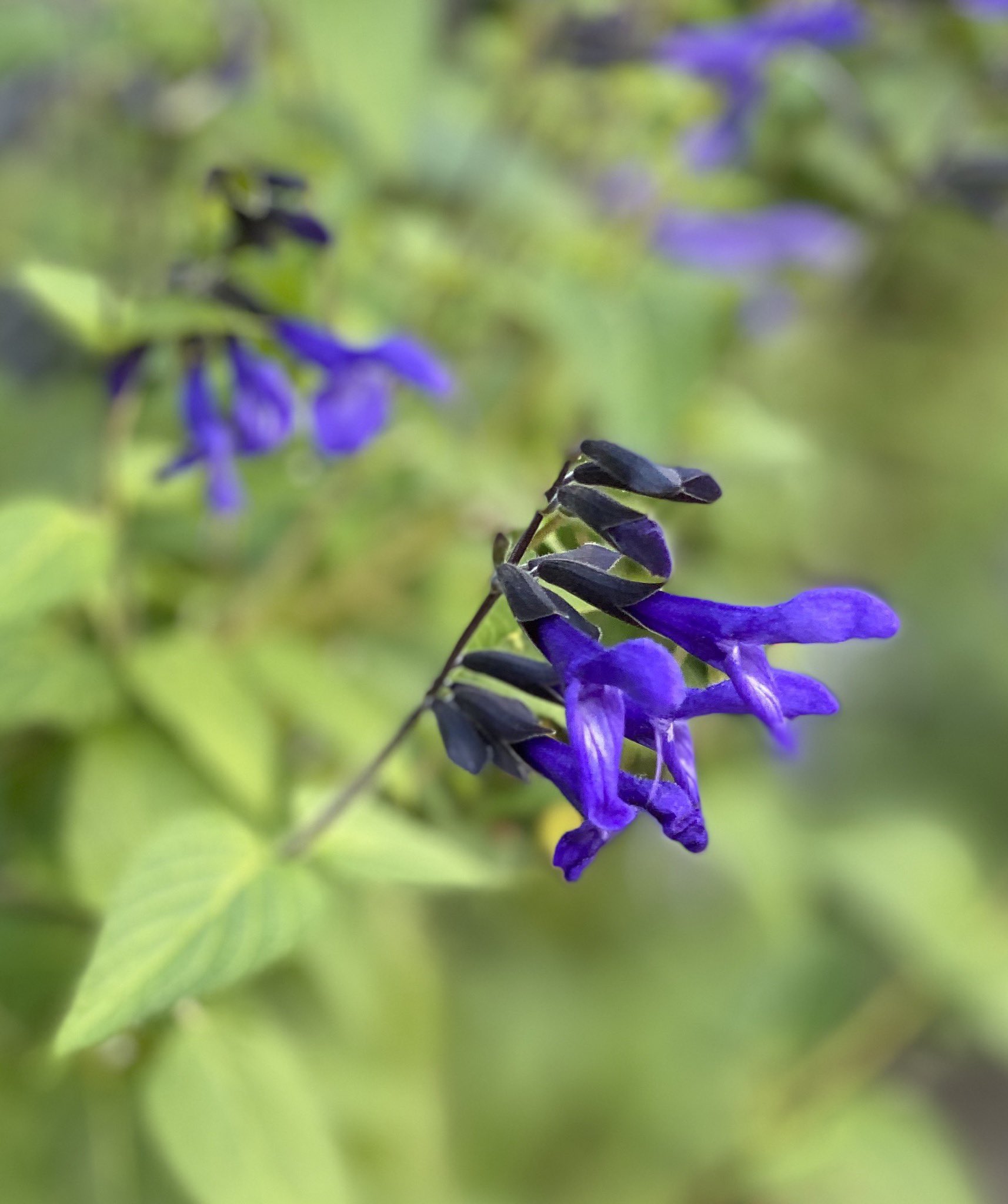 栗田裕子 Yuko Kurita ウォーキングで出会う花たちを撮り始めて気付いた 私は東京を愛している 東京をもっと深く知りたい 不思議なことにこの半年 遠くへ行きたい願望は全く湧かない メドーセージの花言葉は 尊重 T Co Hnyk5jtujl Twitter 栗田裕子 Yuko Kurita ウォーキングで出会う花たちを撮り始めて気付いた 私は東京を愛している 東京をもっと深く知りたい 不思議なことにこの半年 遠くへ行きたい願望は全く湧かない メドーセージの花言葉は 尊重 T Co Hnyk5jtujl Twitter