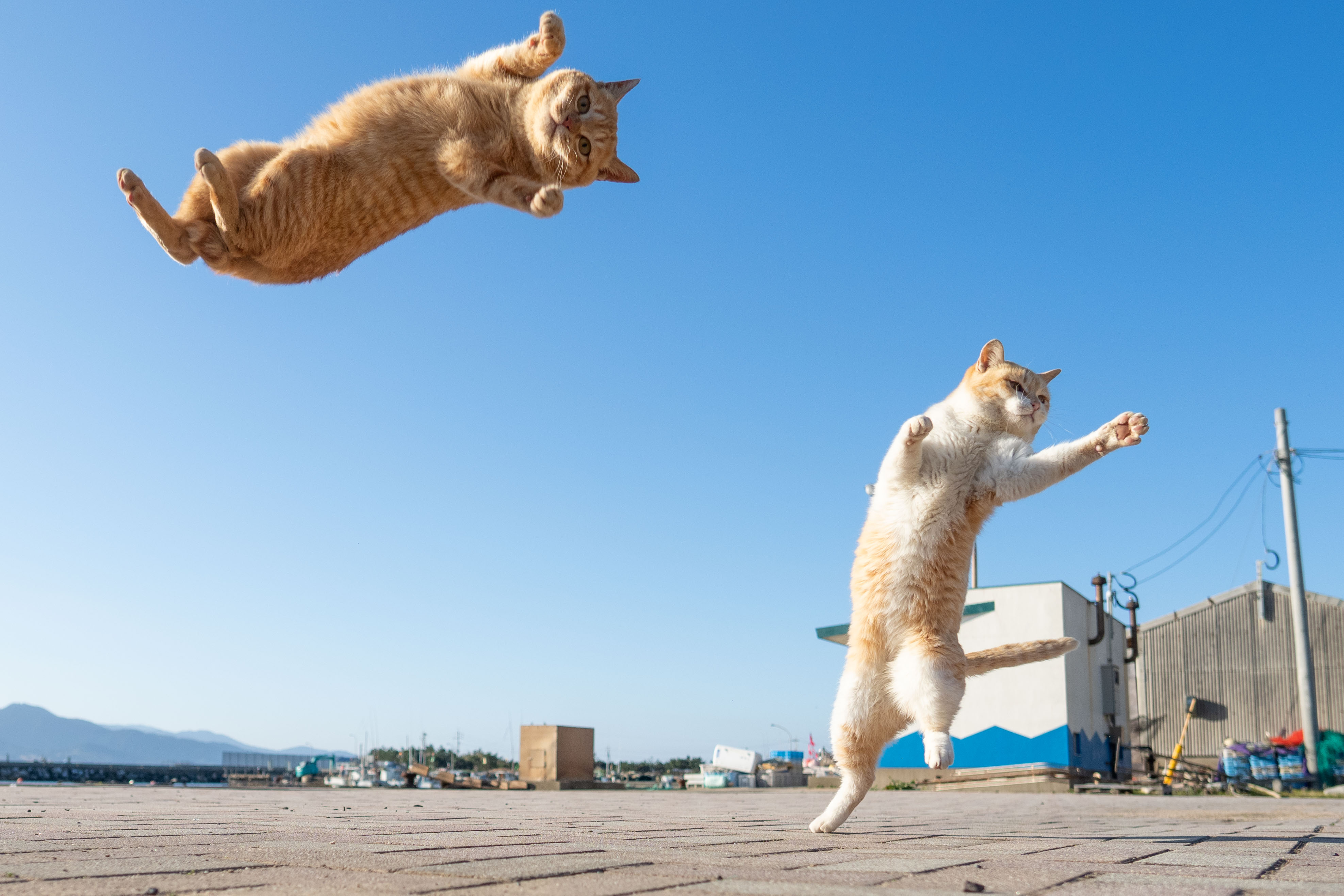 久方 広之 のら猫拳 飛んでる最中に世界の真理と世の無常を理解し虚無になる猫 T Co 0d8h6fspjs Twitter