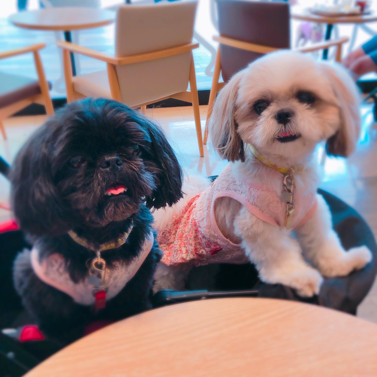 きょうはリアルいぬとおでかけ イウォークみが強い ミッケン のイラスト