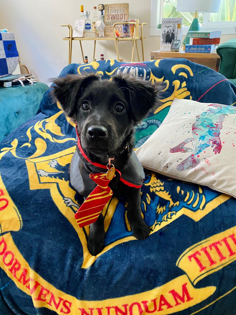 My pup also was ready for the Harry Potter night  a griffindog