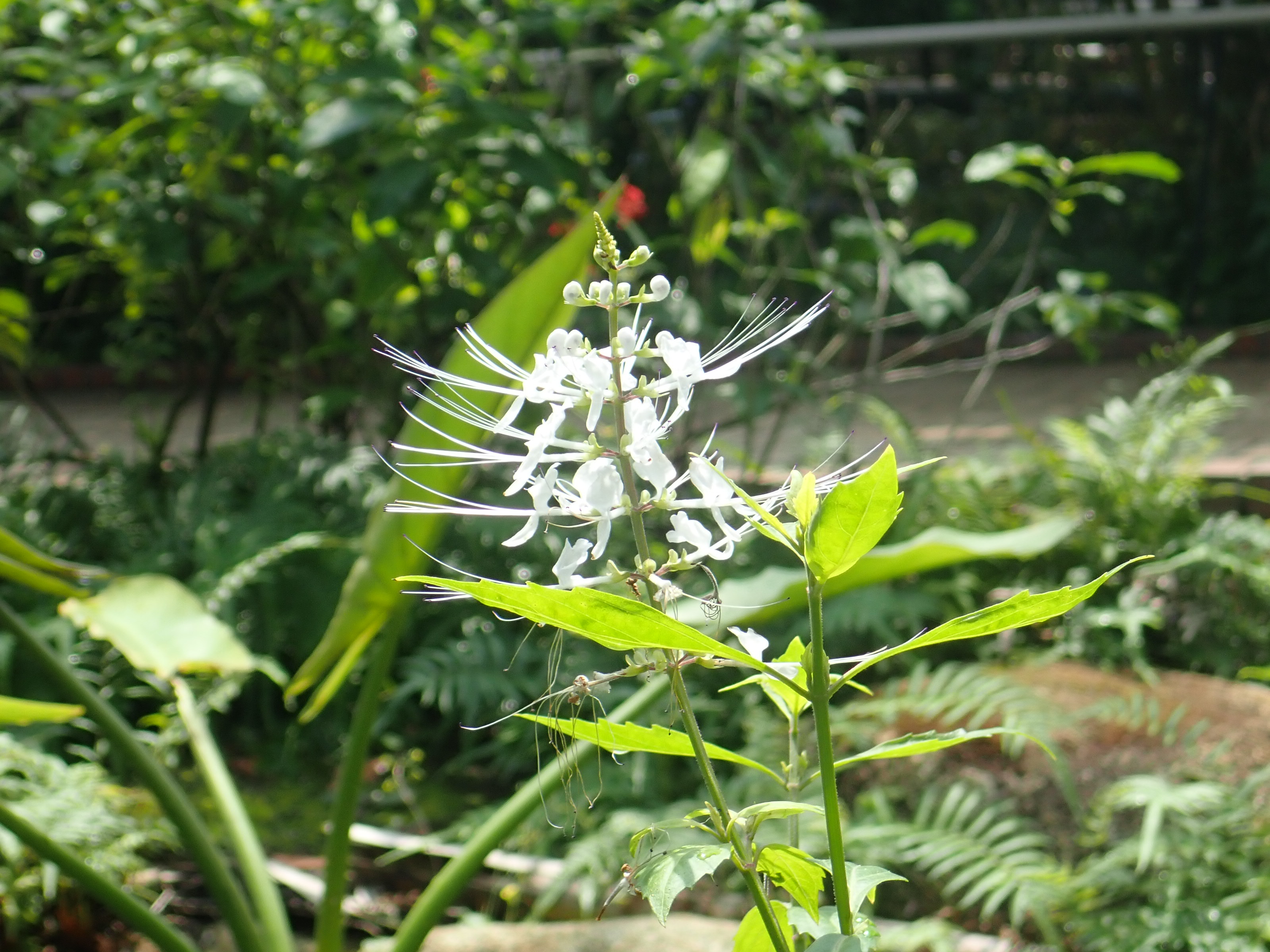 神代植物公園 ニュース スタッフより 園芸係 大温室熱帯花木室でネコノヒゲが咲いています ネコノヒゲは マレーシア原産のシソ科の多年草 ネコノヒゲとは変わった植物名ですが 花筒から伸びる長い雄しべを 猫のひげに見立てたもの マレーシアでは