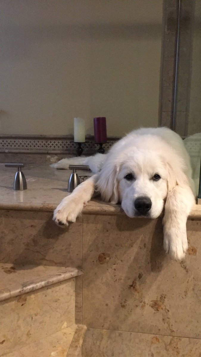 WorkkingMom's tweet photo. This girl is 8 months old and 73 pounds today 8/8/2020 #Willow #GreatPyrenees #coronavirus #pup https://t.co/8fsKZ36DPr