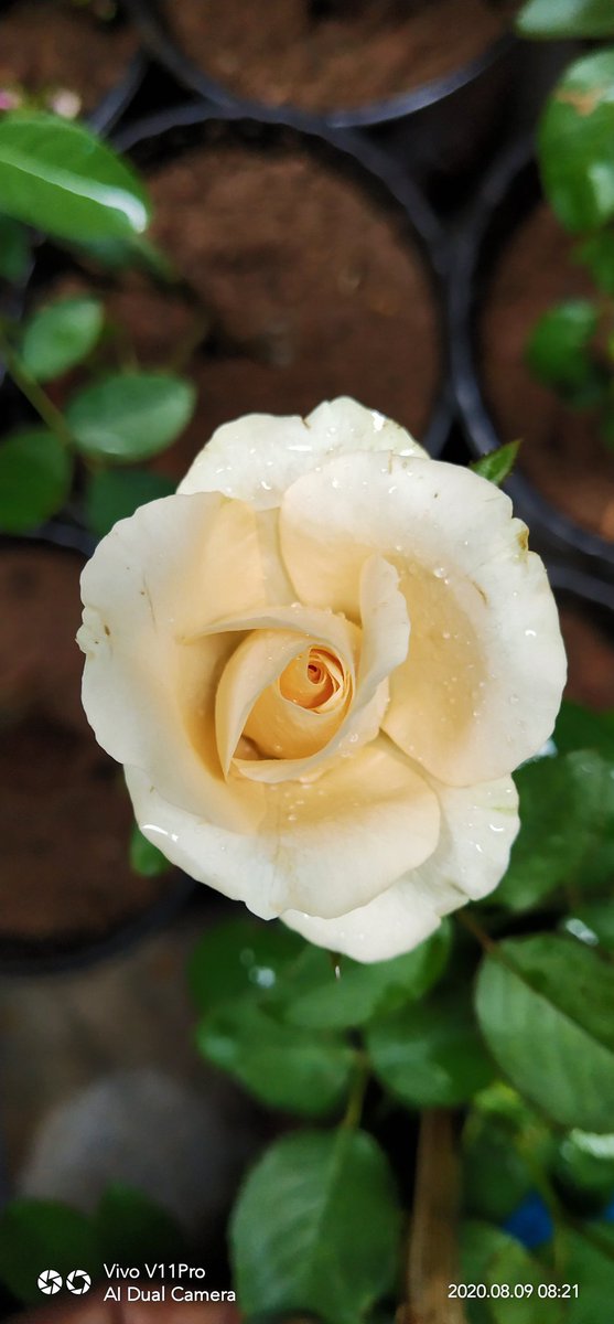 pretty_priyu's tweet photo. Rose buds #roses #rosebud #fragrantrose https://t.co/dABasZ5NDK