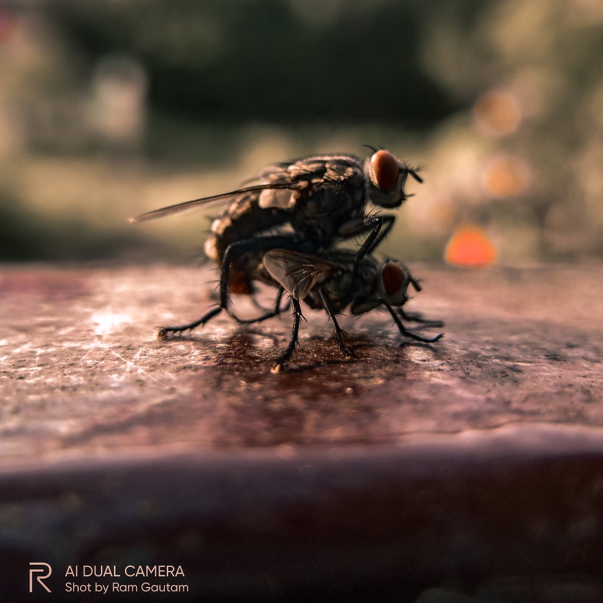lensofaperture's tweet photo. Life is beautiful
Macro Series
#macroseries #lifeisbeautiful
#realme3 #skyvik #realmepics
#awesome #nature #photography
#indianphoto #bestpics #QuarantineLife #lightroom
@realmemobiles @realmeLink @MadhavSheth1 @Lightroom https://t.co/rxxY4vhYCD