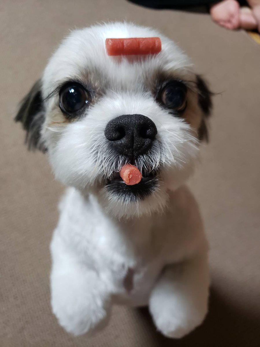 犬が好きな人と繋がりたい