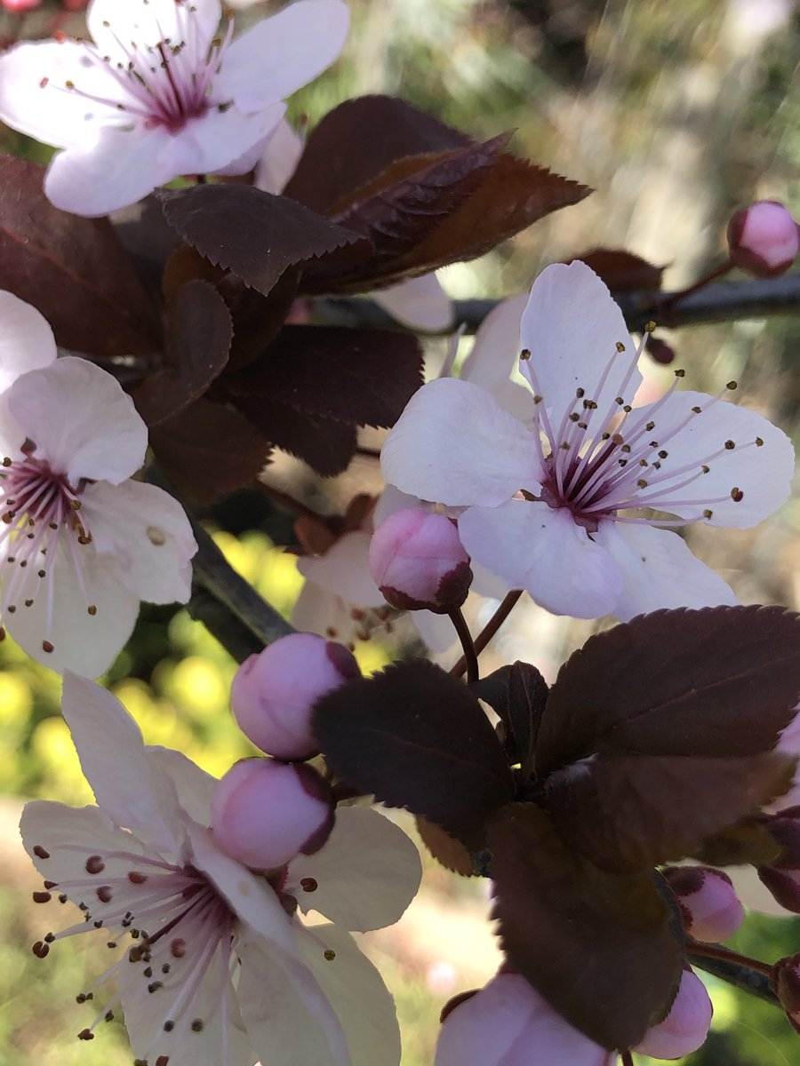 Hey Victorian August babies. The birthday tree is in bloom. Sun is out too. Silver linings in lockdown. Happy Birthday to us all!!!!