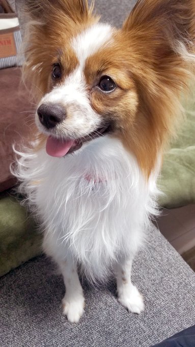 これは獣医さんに「可愛がられることしか考えてないですね」と言われた犬 