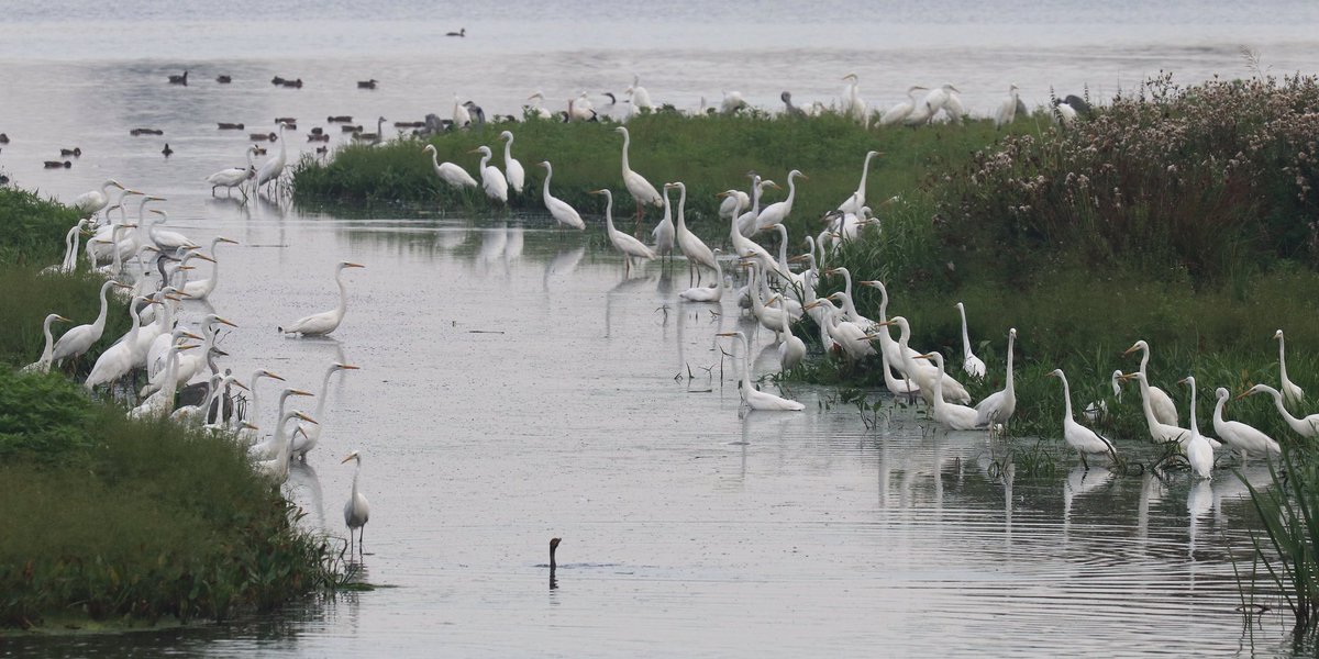 Het zakkende waterpeil zorgt voor een feestmaal voor de grote zilverreigers in de Kropswolderbuitenpolder #Hunzedal <a href="/GR_Landschap/">Het Groninger Landschap</a>