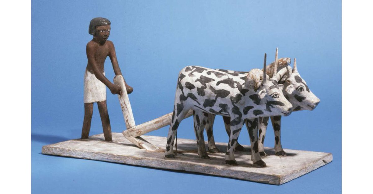 The convention of including wooden models within the tomb was not limited to portrayals of individuals, and indeed many group figures depicted scenes of food or beer production, farming and boats! (EA 52947, 41576, 35291)  #statuesunday