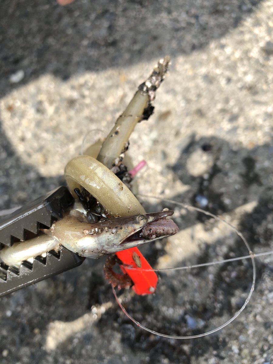 HaMaSho108's tweet photo. 今日釣り上げたけどこれなんだろう🤨
#魚
#ウミヘビ
#ハモ https://t.co/yy9ruEKD8k