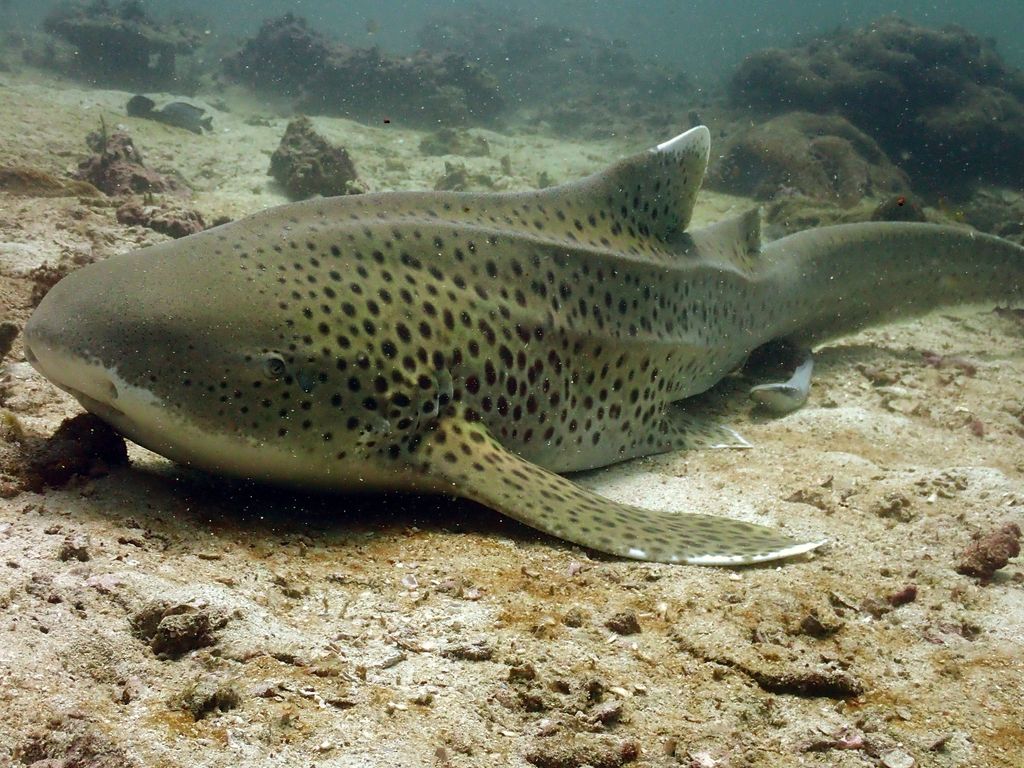 AndyScubaDiving's tweet photo. It's the start of #SharkWeek 🦈🦈 Fin-tastic 👏 👏 

Leopard sharks (Stegostoma fasciatum) are graceful and beautiful!  Leopard sharks mostly feed at night spend their day resting on the sandy bottom at the edge of the reef.
#SharkAwareness #shark #endangered #sharklove #shark https://t.co/t45nIWE9kT