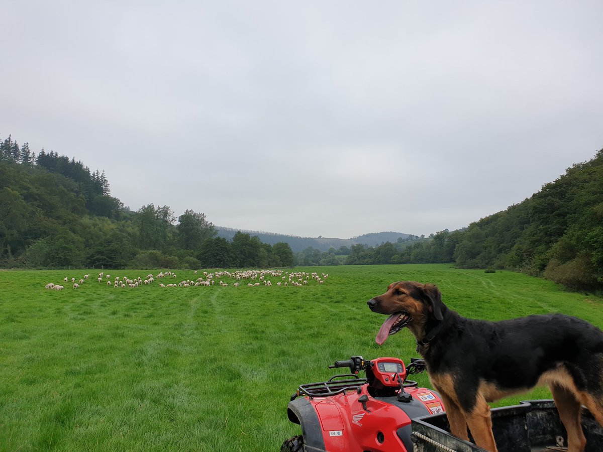 Llandre's tweet photo. Home for 210 shorn ewe lambs for the next few weeks @InnovisLtd @AgriWebb @Marcpenrhyn #futureflock #cwmcothi #sheep https://t.co/p4voZO2msi