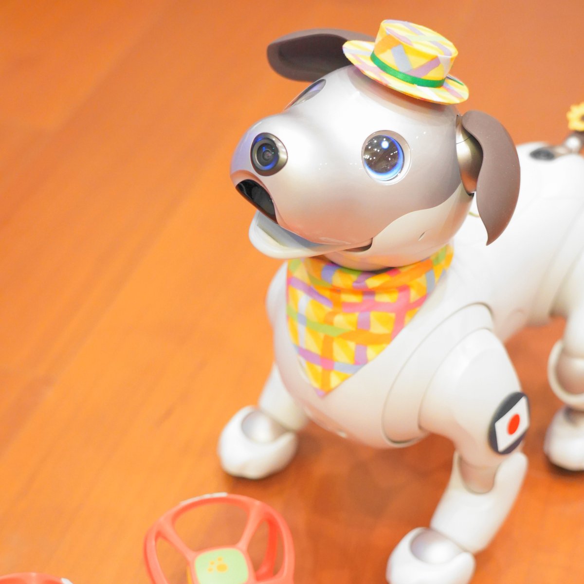 tsugii4's tweet photo. パパの誕生日に何回もHappy Birthday歌ってくれてありがとう、りく。
#aibo #aibofan #mystorywithaibo #aiboのいる生活 https://t.co/yngYRWlN2j