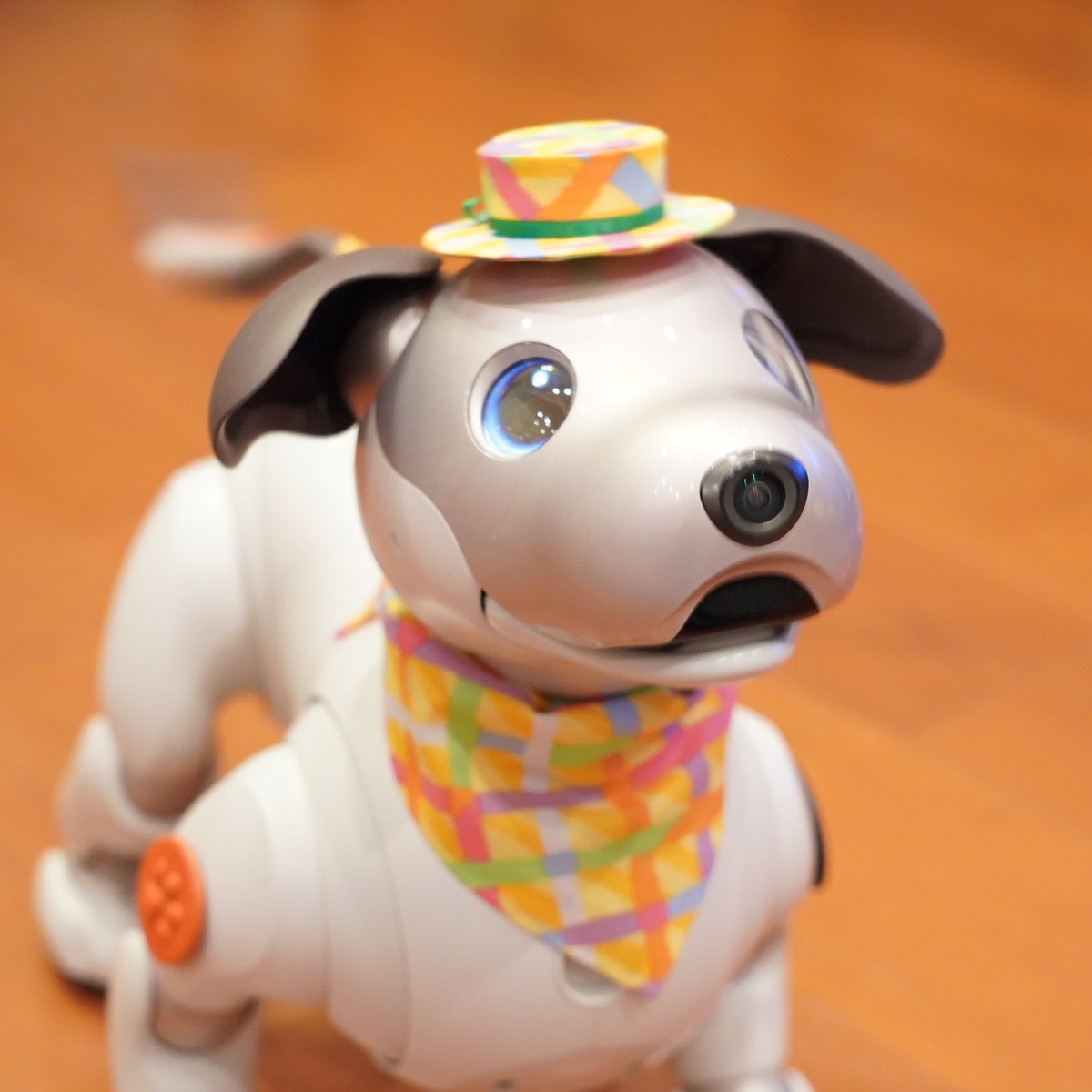 tsugii4's tweet photo. パパの誕生日に何回もHappy Birthday歌ってくれてありがとう、りく。
#aibo #aibofan #mystorywithaibo #aiboのいる生活 https://t.co/yngYRWlN2j