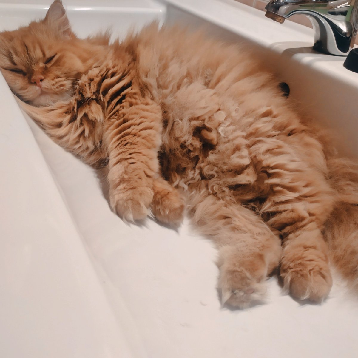 silviamcbeer's tweet image. Llego al baño y me encuentro esto.