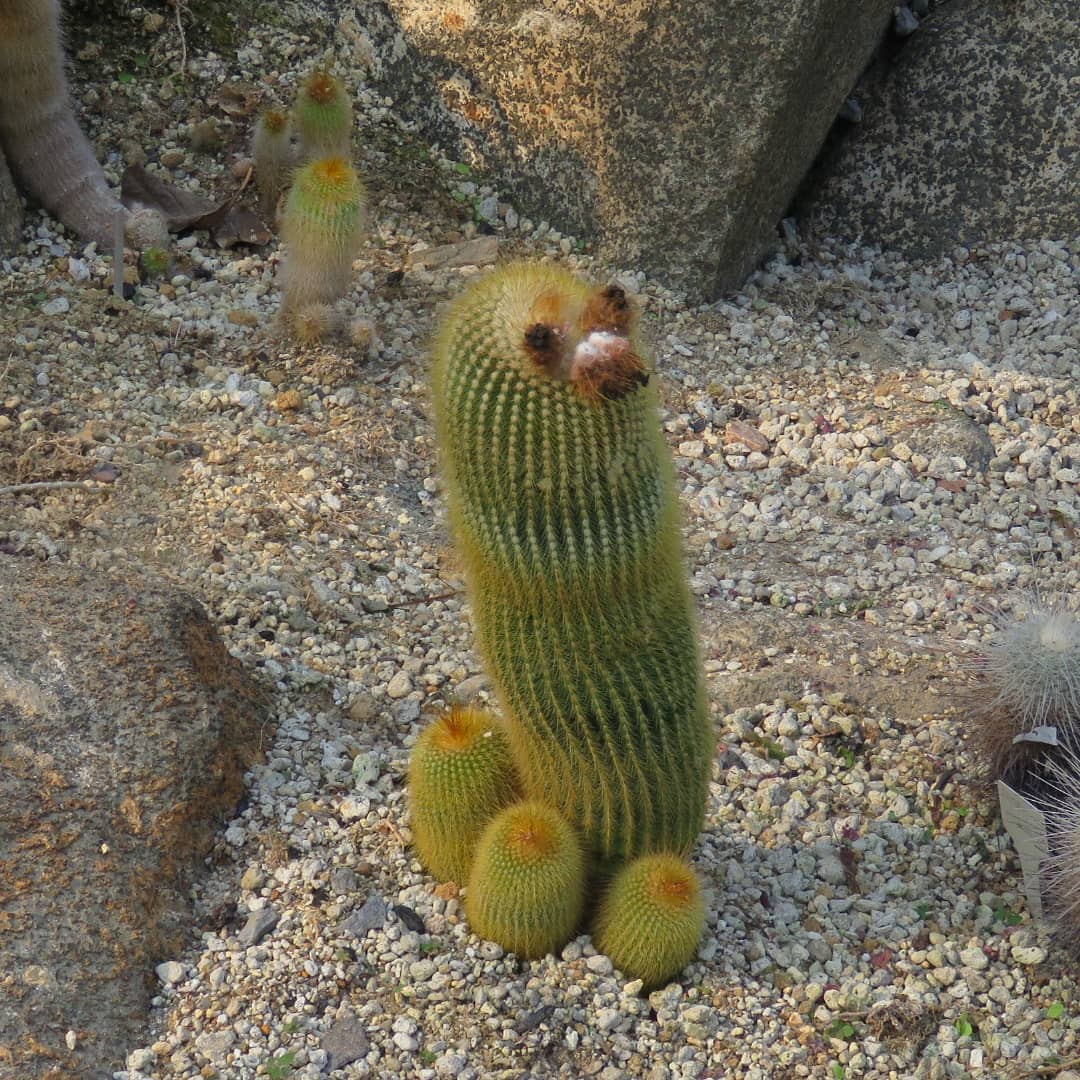 Lycee リセ 筑波実験植物園 Tsukubabotanicalgarden サバンナ温室 サボテン アザラシ顔 のサボテンがあった と言う投稿を見て確認しに行ったら 本当にあった 本当にアザラシに見える T Co Tch5prpueg T Co Tdf779fu7i Twitter