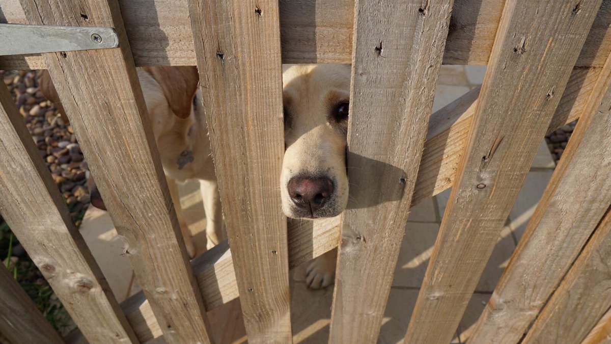 ⁦<a href="/guidedogs/">Guide Dogs</a>⁩  let me out!! #guidedogpuppy #puppywalkers