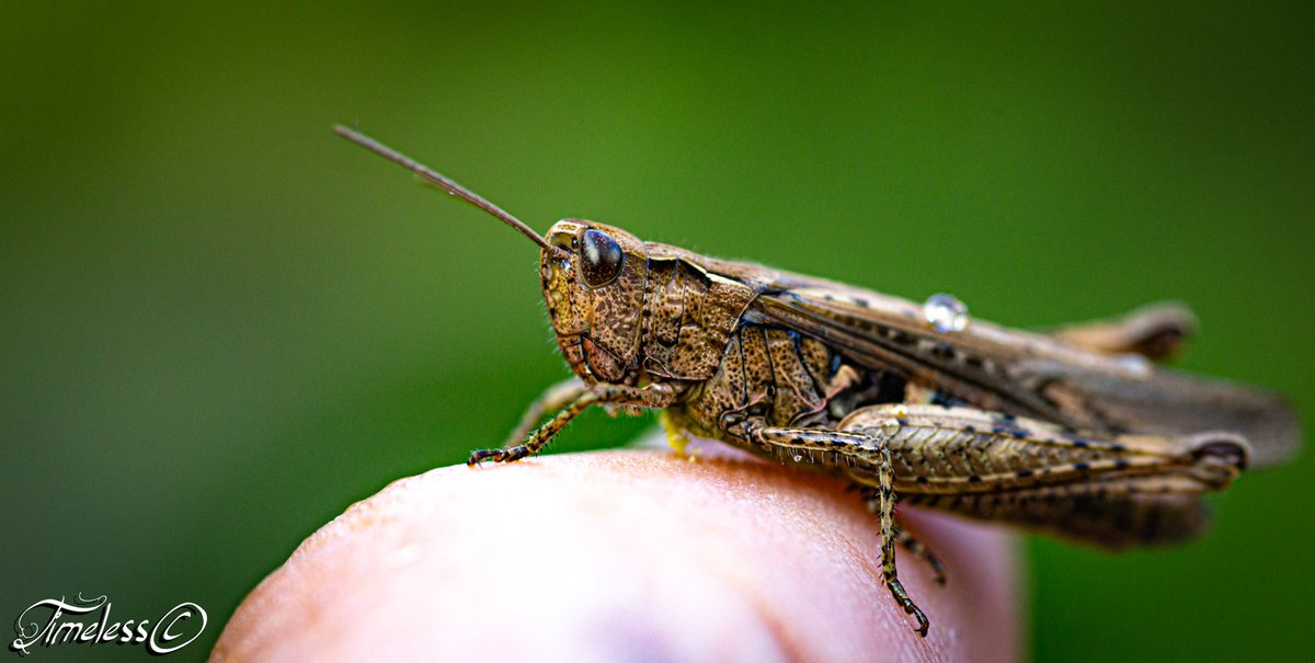 #photography #photooftheday #PhotographyIsArt #insects Good morning Twitter friends