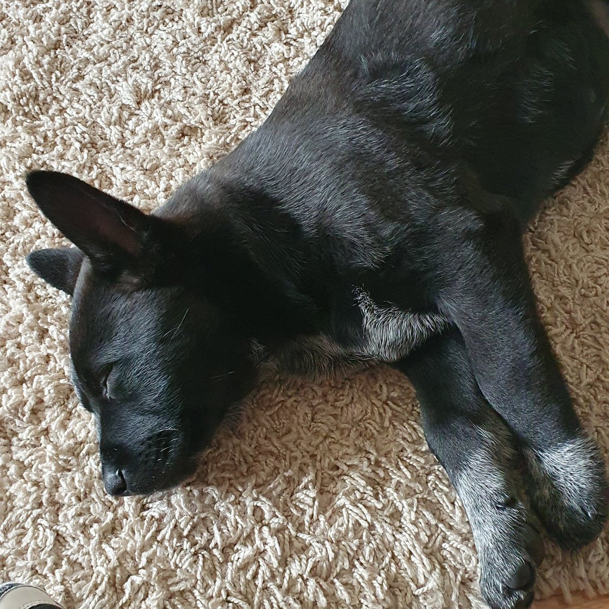 Abel_Santos1's tweet photo. Black beast Day 1...Planck is tired after shower 🤣🤦♂️. He learnt how to sit on command, and pee and poo in backyard #HeelerKelpie #BlackBeast #SmartDogo https://t.co/6uumcvttZM
