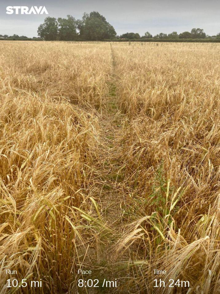 benwhite25's tweet photo. Felt a bit like @theresa_may during this morning’s run #fieldsofwheat https://t.co/vsBZP7ItAl