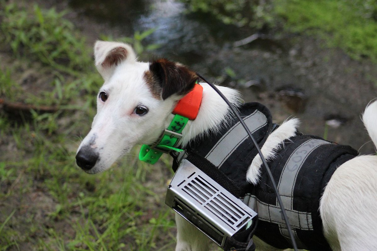 CaraSantaMaria's tweet image. How do dogs find their way home? They might sense Earth’s magnetic field like a compass. 🧭

#EarthMagneticField #MagneticPull #DogSenses #Magnetoreception

livescience.com/dogs-sense-ear…