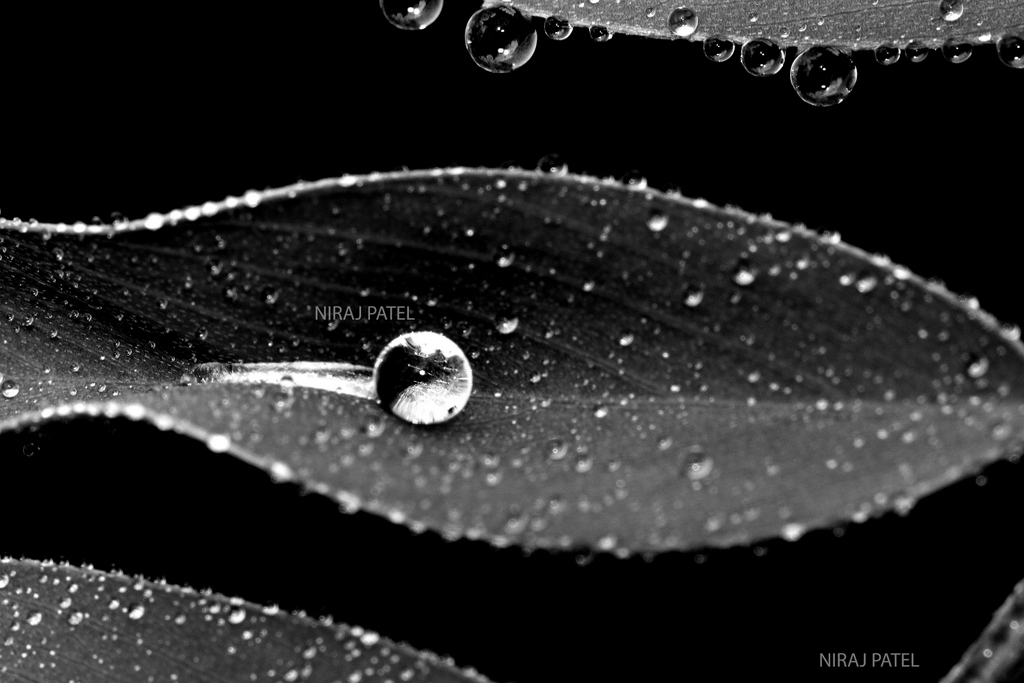 np_photographer's tweet photo. https://t.co/YknbLFjlbc Macro Waterdrops #macro #macrophotography #waterdrops #home #macrophotographyideas #creativephotography #canonphotography #homeideasformacro #dropsofwaterabstract https://t.co/9DzYXL655e