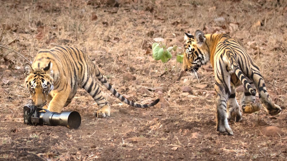 Tiger photographing a Tiger.

Have you ever seen something like this? 😉

I shot this image in Tadoba last year.

Plz RT so that maximum tweeple enjoy the image. 

A short story below👇

<a href="/NatGeoPhotos/">Nat Geo Photography</a> <a href="/NatGeo/">National Geographic</a> @natgeowild <a href="/desimojito/">desi mojito</a> <a href="/ParveenKaswan/">Parveen Kaswan, IFS</a> <a href="/Iyervval/">Abhijit Iyer-Mitra</a> <a href="/realshailimore/">Cherry Dimple</a> 

1/5