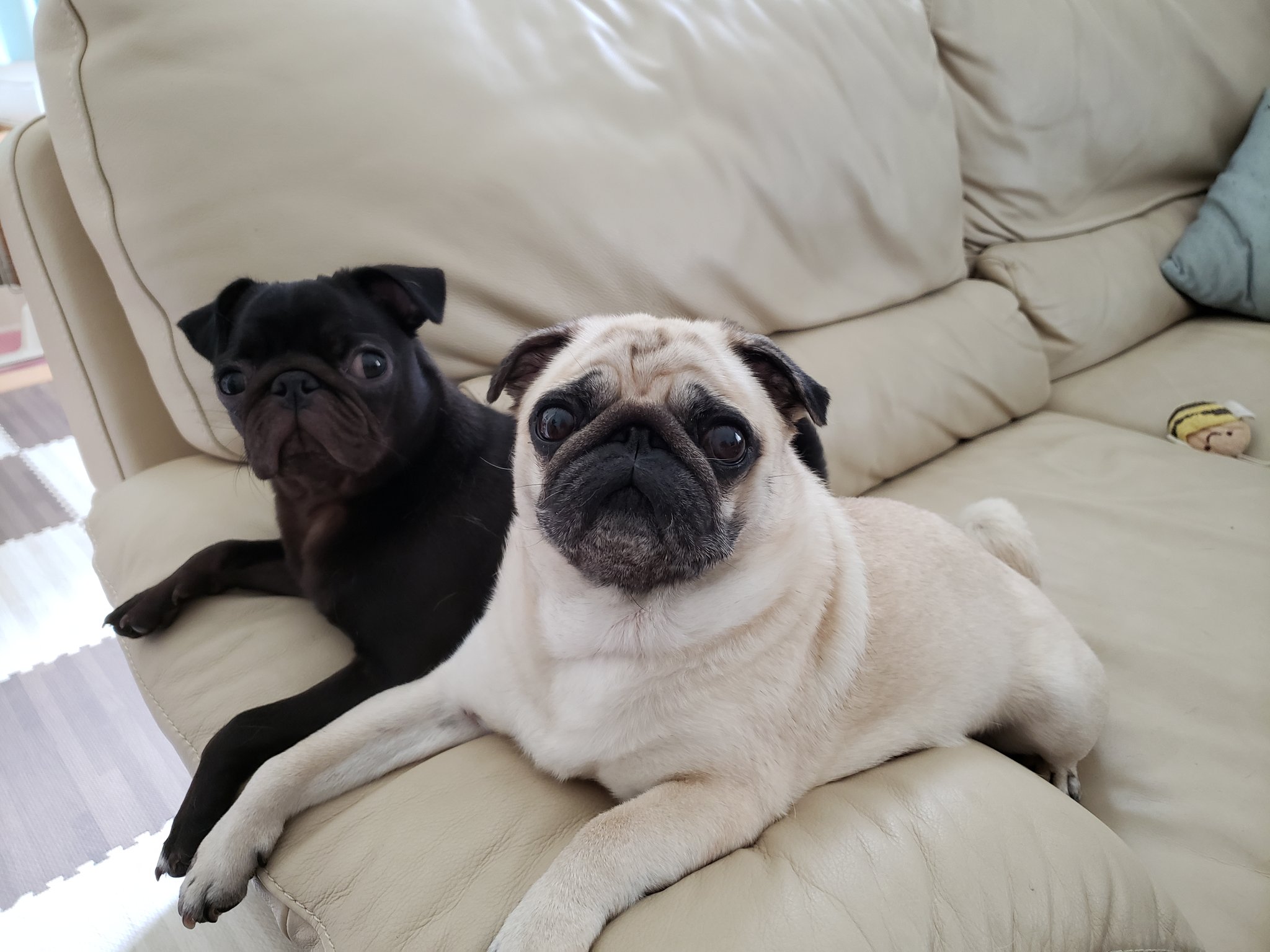 ノリなる日和 たまには仲良し 笑 パグ Pug 多頭飼い T Co Jwtqpvqqvl Twitter