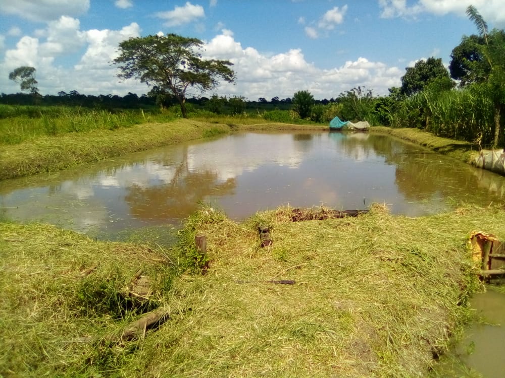 MbararaUST's tweet photo. We congratulate our student, in the Agriculture competition of UNYFA Kisawuzi Joseph Mulondo from FIS, Bsc In Agriculture livelihoods and Farm Production, who presented a project entitled; Aquaculture/Fish farming.
He emerged the 4th in the 
#Youth4FoodSecurity competition. https://t.co/t0jZTSmmjT