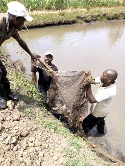 MbararaUST's tweet photo. We congratulate our student, in the Agriculture competition of UNYFA Kisawuzi Joseph Mulondo from FIS, Bsc In Agriculture livelihoods and Farm Production, who presented a project entitled; Aquaculture/Fish farming.
He emerged the 4th in the 
#Youth4FoodSecurity competition. https://t.co/t0jZTSmmjT