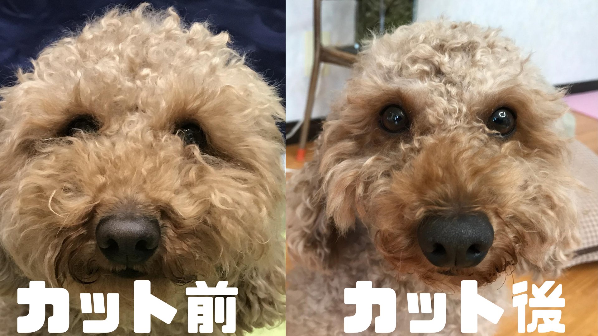 カット失敗 Twitter Search Twitter