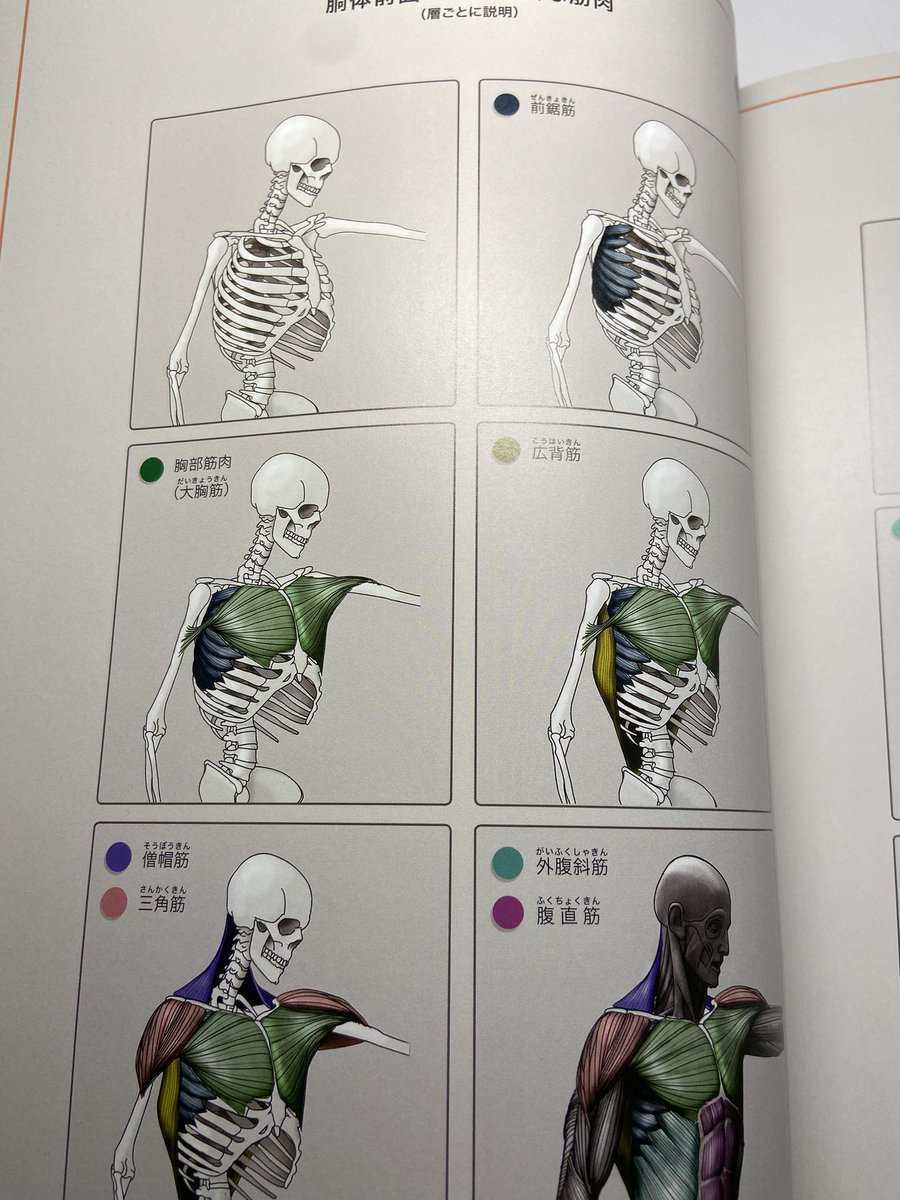 以前バズった本みたいなのでご存知の方も多そうなんですけど、この美術解剖学の本めちゃめちゃわかりやすい...

構造わからなくて????ってなってる時にすごく助かります

高い買い物でしたが価値ありでした!
練習がんばります〜〜 