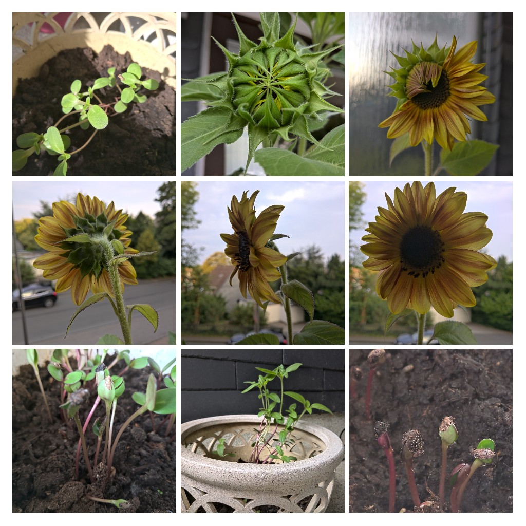 Sonnenblumen 🌻🌻🌻 am Sonntag 🌻 

In nur 8 Wochen auf über 2 Meter gewachsen.