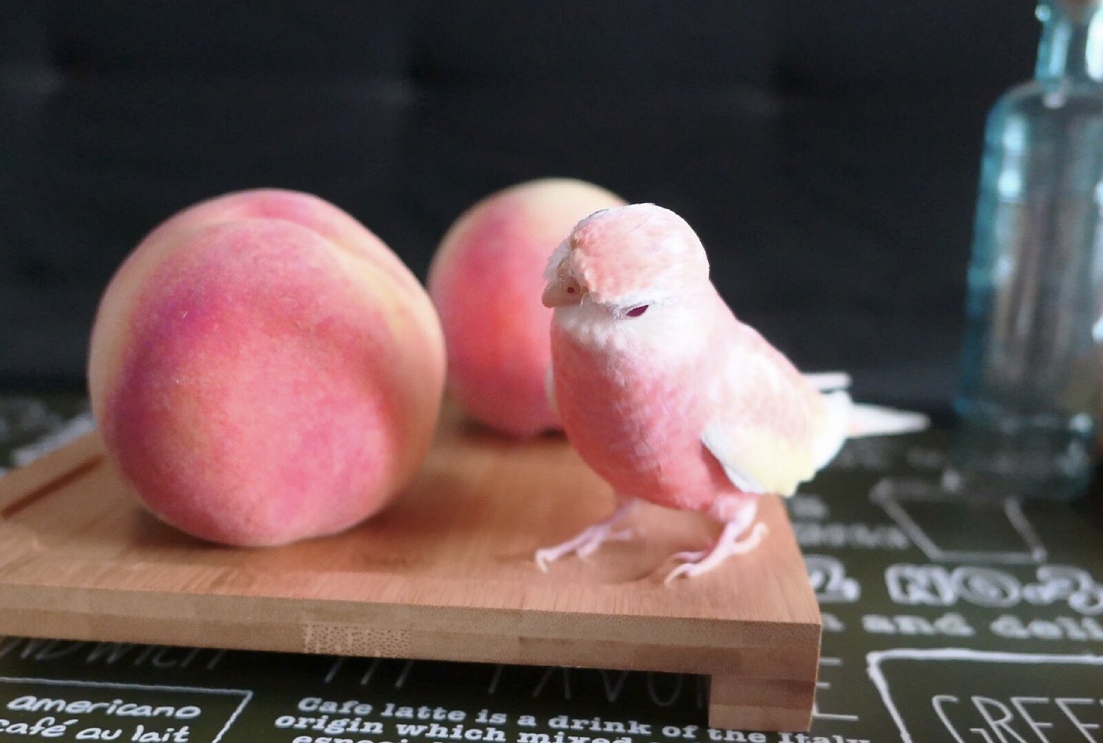 まるで桃の妖精 遠目だと見間違えてしまいそうなほど桃にそっくりな アキクサインコ 話題の画像プラス まるで桃の妖精 遠目だと見間違えてしまいそうなほど桃にそっくりな アキクサインコ 話題の画像プラス