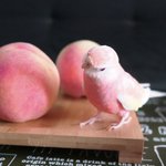 まるで桃の妖精？!遠目だと見間違えてしまいそうなほど桃にそっくりな「アキクサインコ」