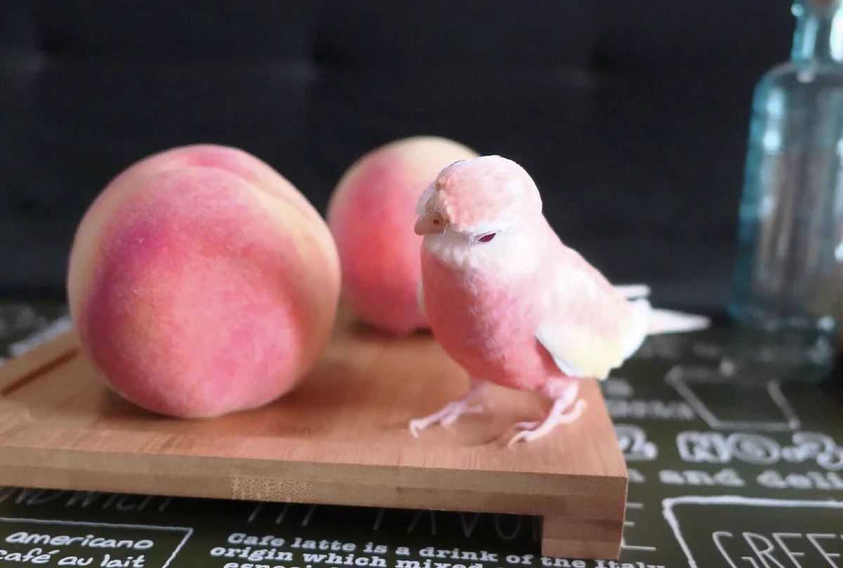 まるで桃の妖精？！遠目だと見間違えてしまいそうなほど桃にそっくりな「アキクサインコ」