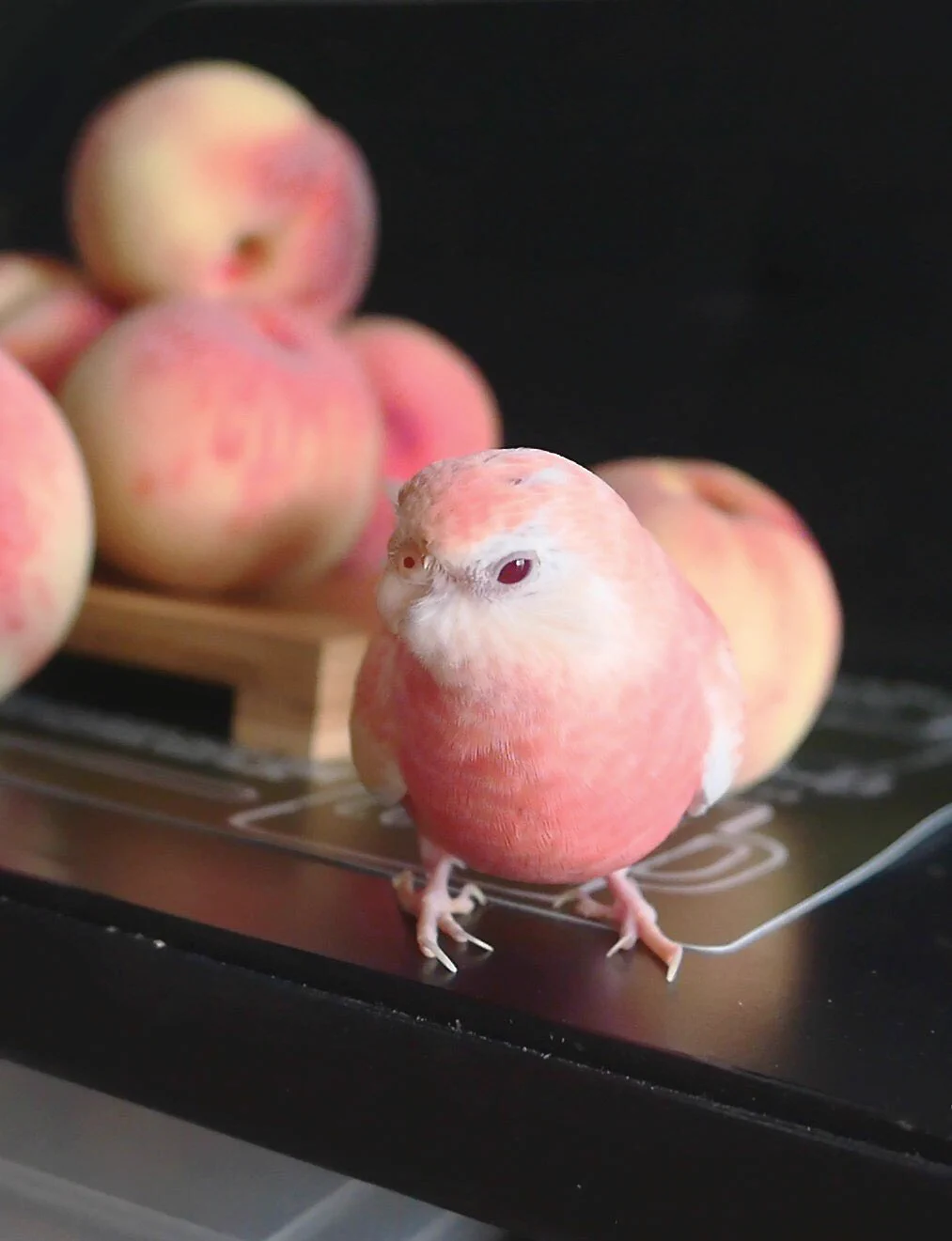 まるで桃の妖精？！遠目だと見間違えてしまいそうなほど桃にそっくりな「アキクサインコ」