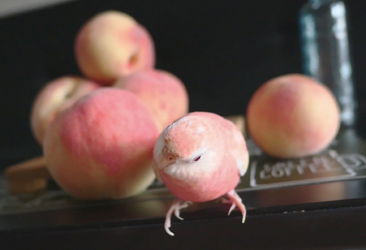 桃で小鳥を作ったのかと どこからどうみても桃にしか見えない アキクサインコが桃に似ていると話題に Togetter 桃で小鳥を作ったのかと どこからどうみても桃にしか見えない アキクサインコが桃に似ていると話題に Togetter