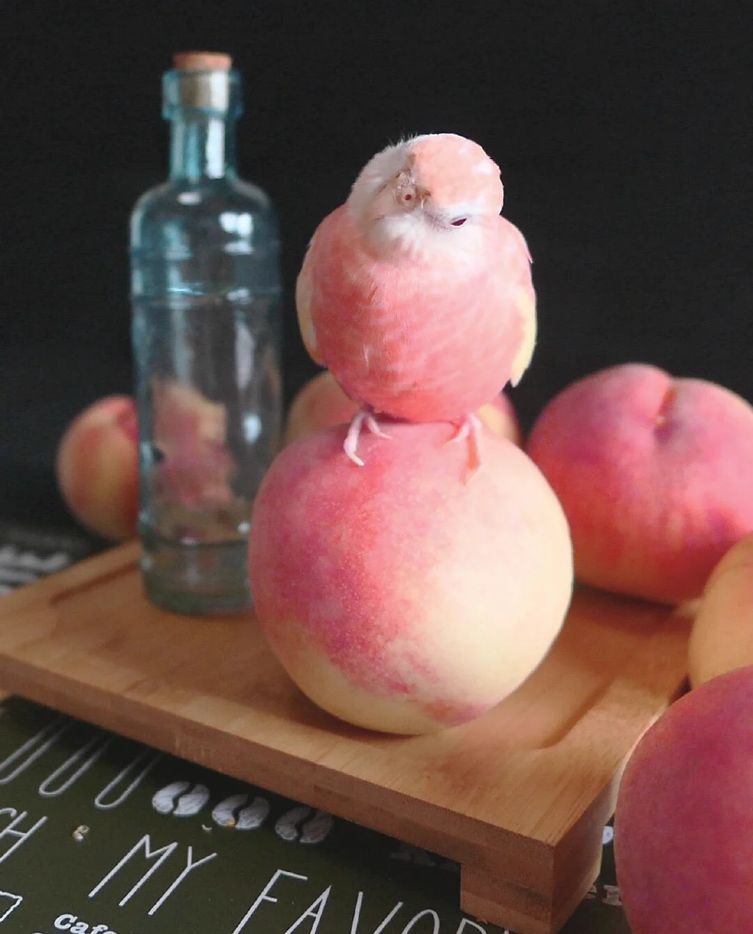まるで桃の妖精？！遠目だと見間違えてしまいそうなほど桃にそっくりな「アキクサインコ」